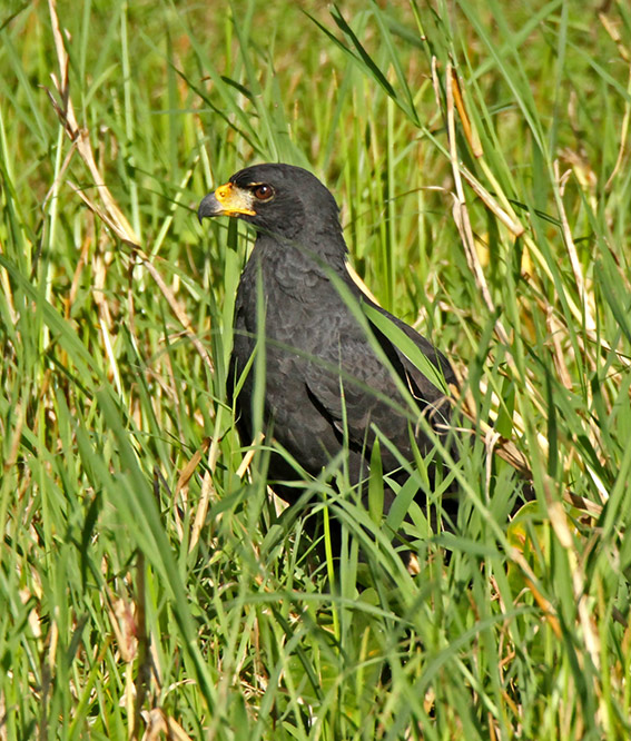 Great Black-Hawk