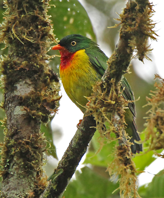 Scarlet-breasted Fruiteater