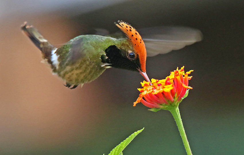 Spangled Coquette