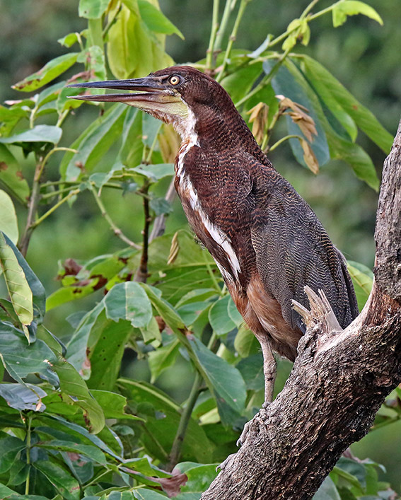 Rufescent Tiger-Heron