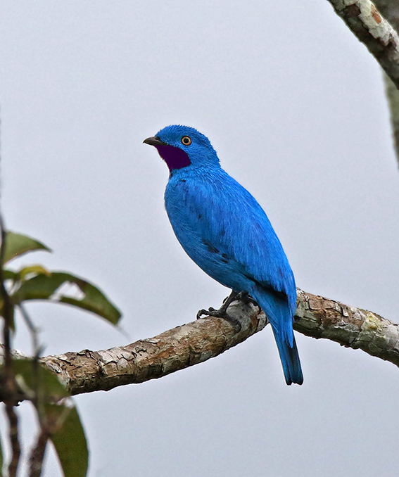 Plum-throated Cotinga