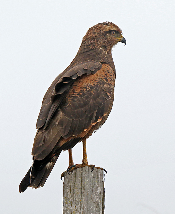 Savanna Hawk