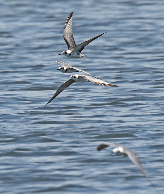 Black Tern