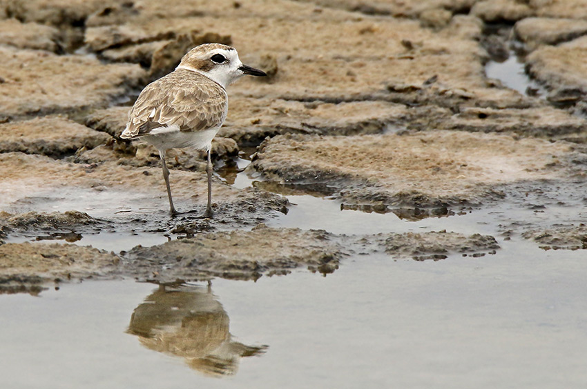 Snowy Plover