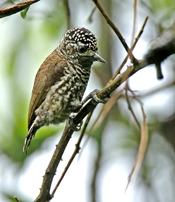 Ecuadorian Piculet