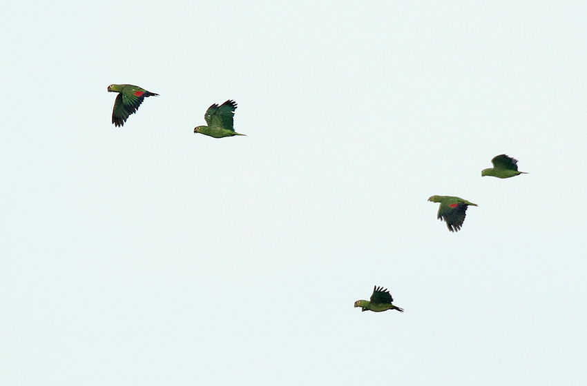 Red-lored Amazon