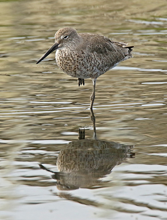 Willet