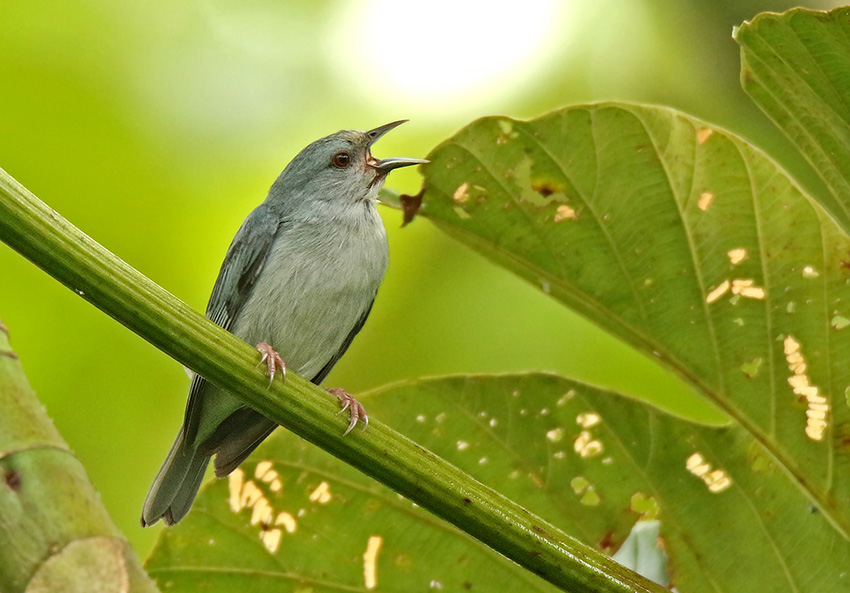 Pearly-breasted Conebill