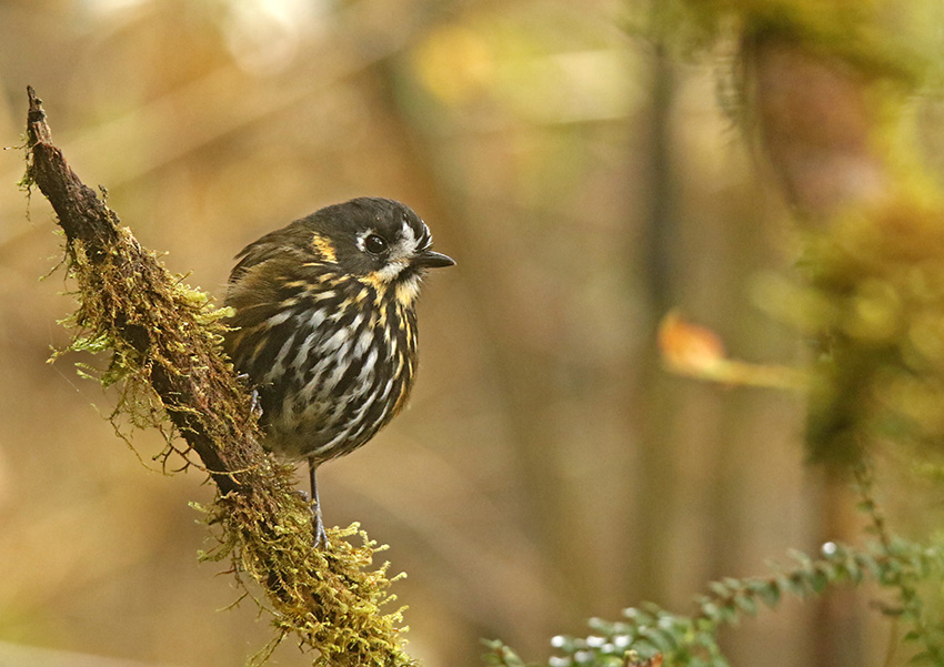 Crescent-faced Antpitta