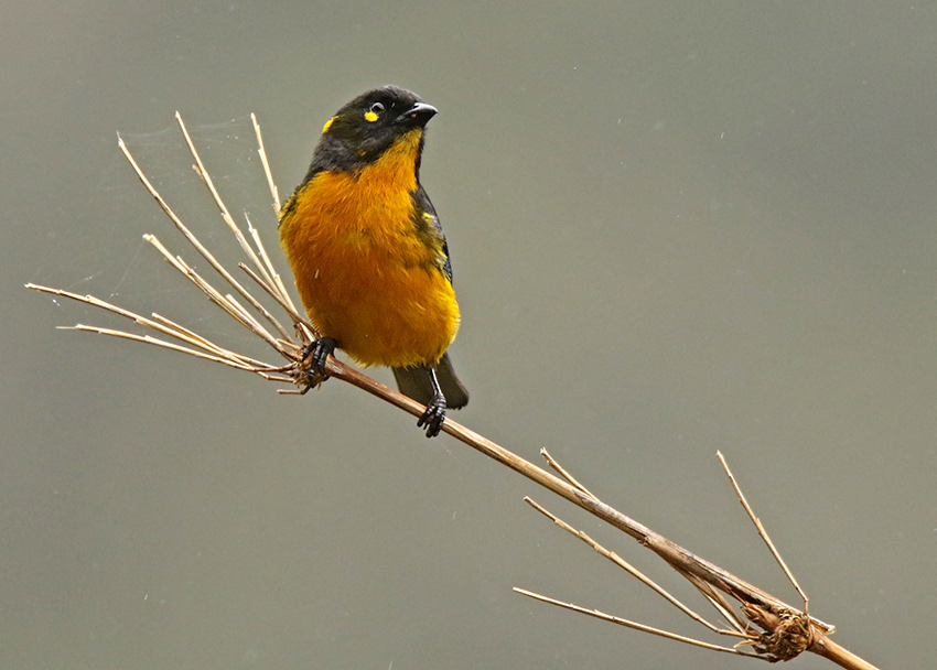 Lacrimose Mountain-Tanager