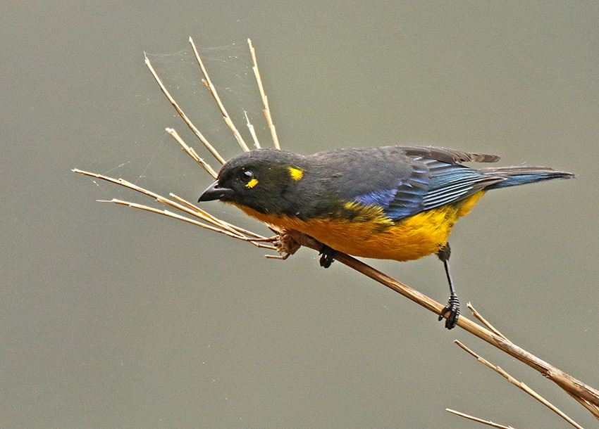 Lacrimose Mountain-Tanager