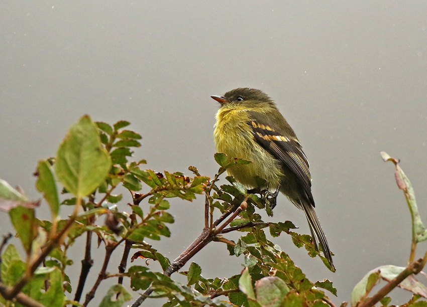 Orange-banded Flycatcher