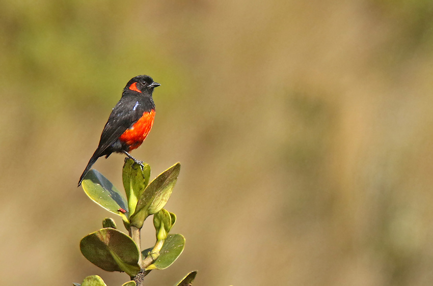 Scarlet-bellied Mountain-Tanager