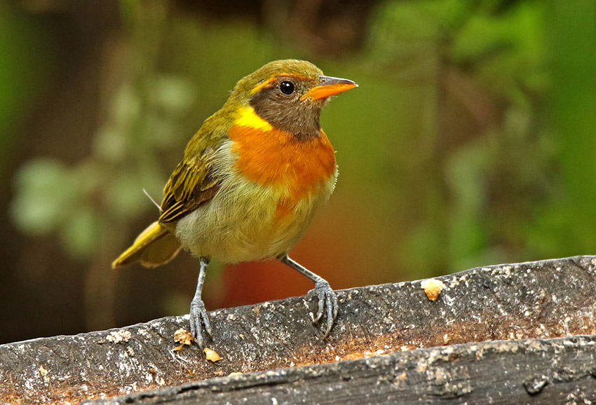 Guira Tanager