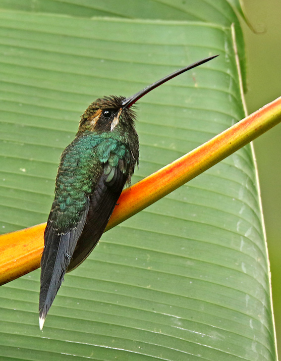 White-whiskered Hermit