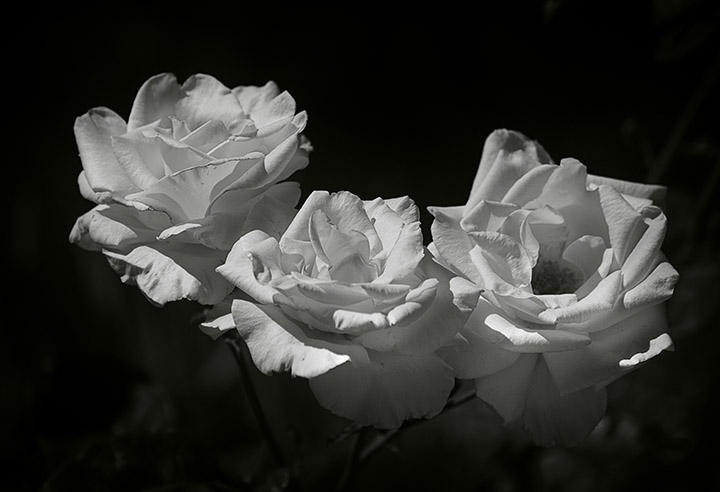 Three white roses 