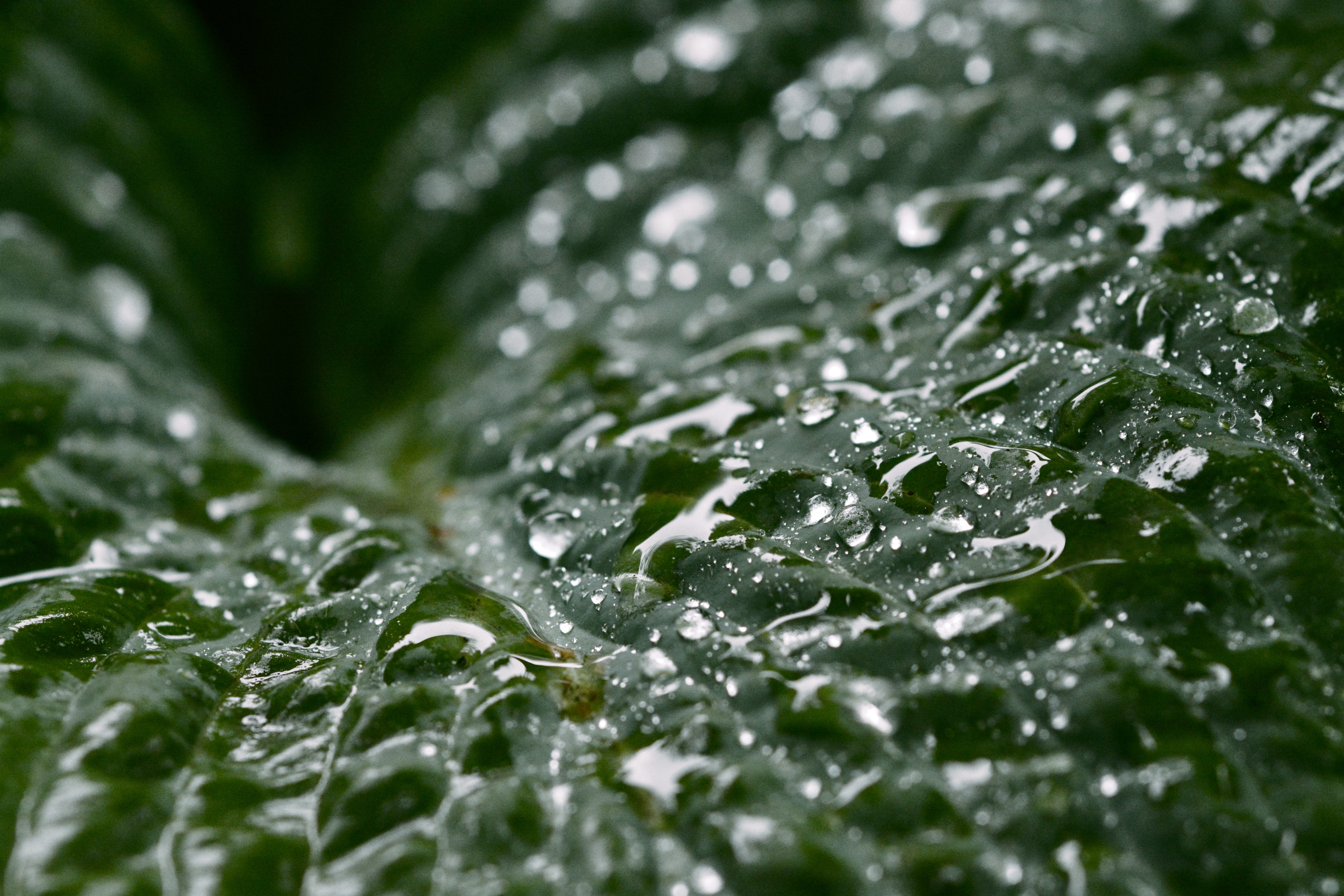 Hosta la vista