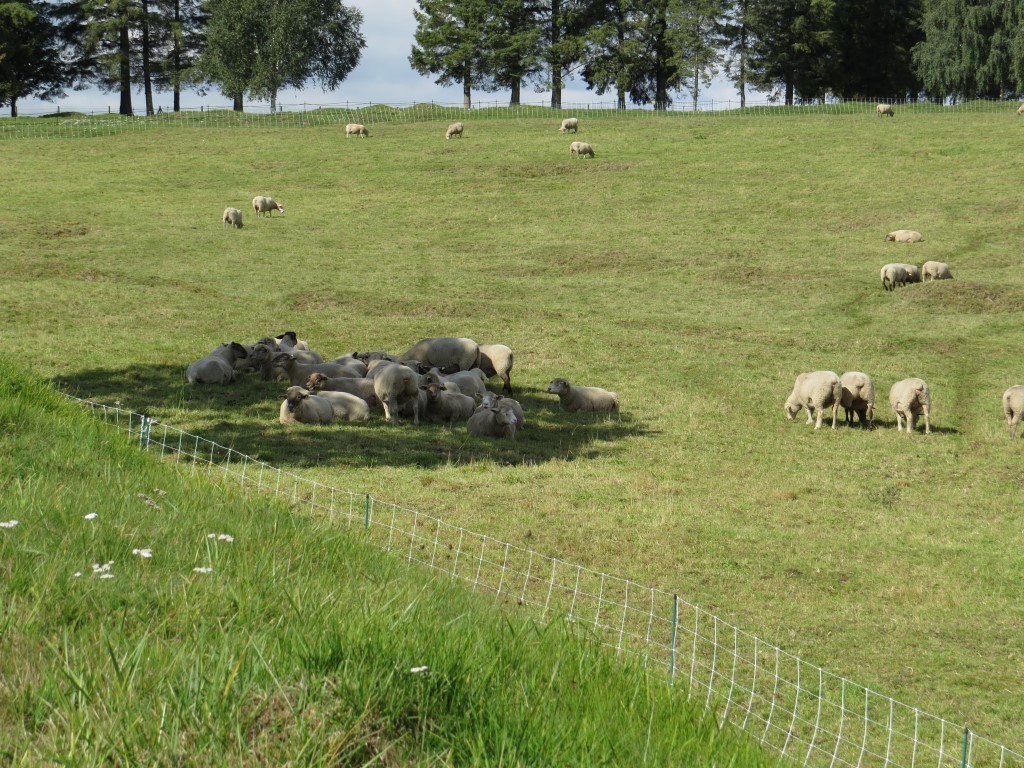 Sheep on battlefield