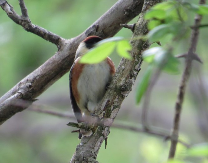 Bay Breasted Warbler
