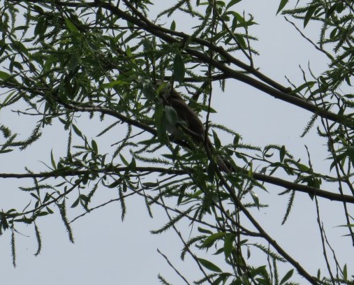 Black Billed Cuckoo