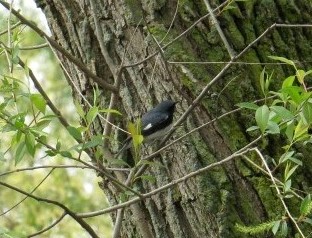 Black-throated Blue Warbler