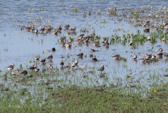 Dunlin