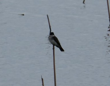Eastern Kingbird
