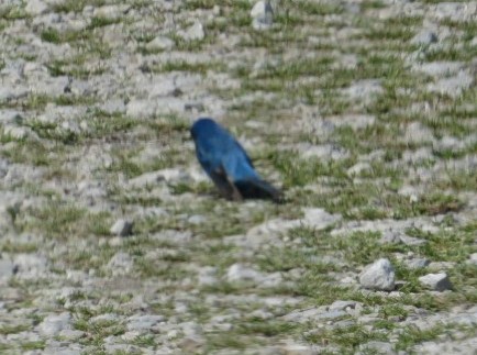 Indigo Bunting