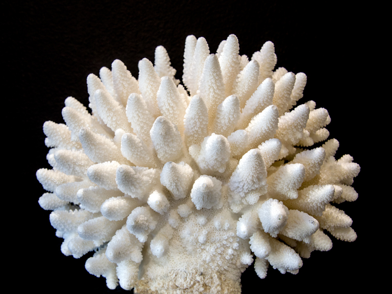Coral 09. Коралл натуральный e-009. Белый коралл Санго. Коралл sh189y. Белый коралл Бьянко.