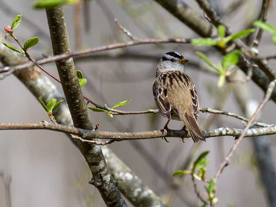 WhiteCrownedSparrow041518.jpg