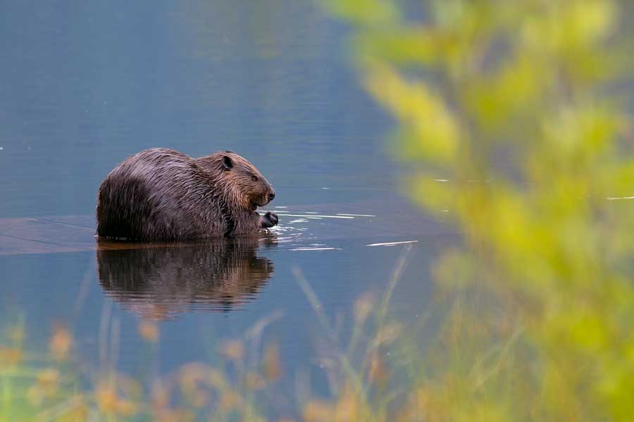 BeaverBarnabySlough070918.jpg