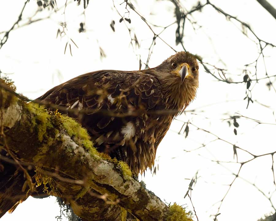 JuvenileBaldEagle120818.jpg