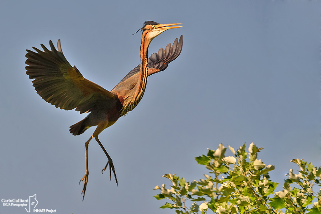 Purple Heron