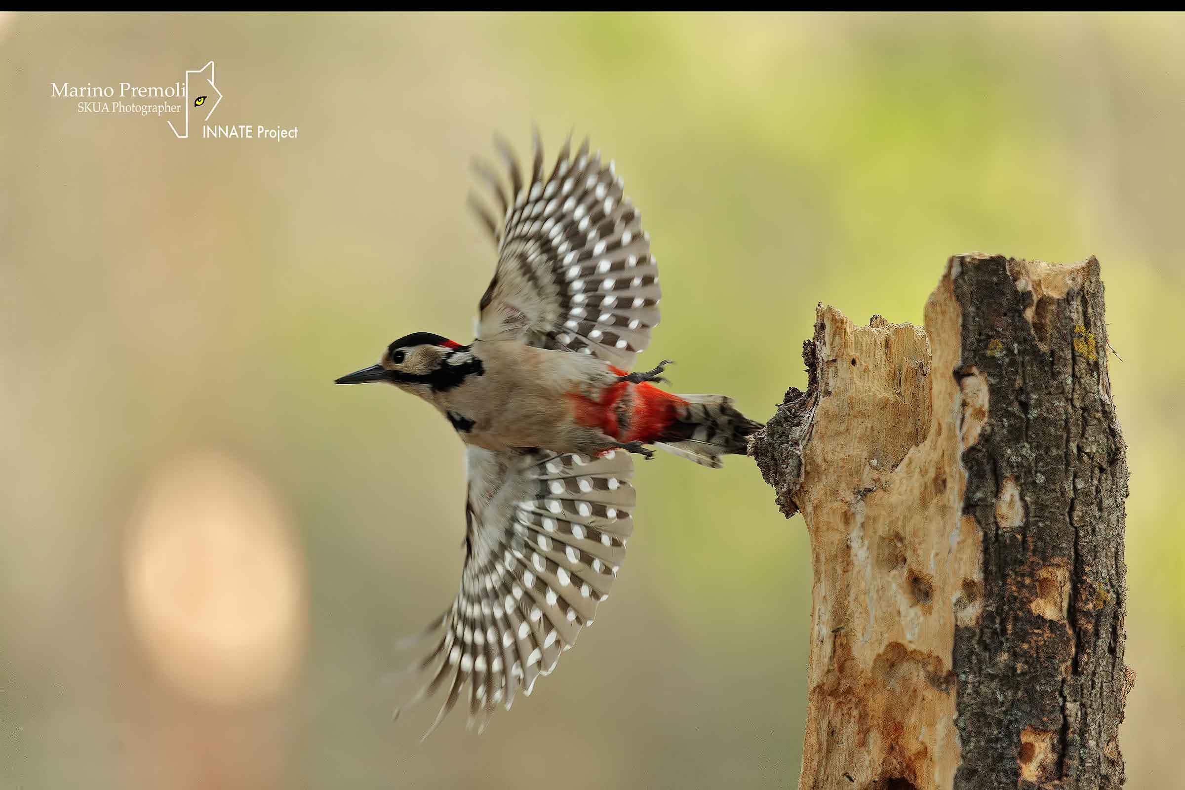 Great Spotted Woodpecker