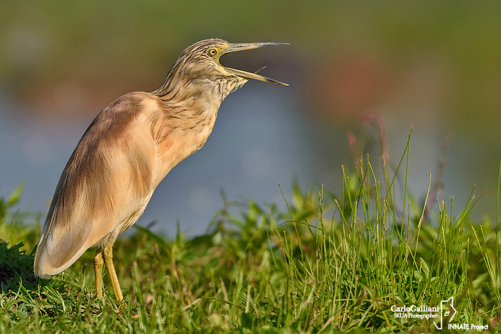 Squacco Heron