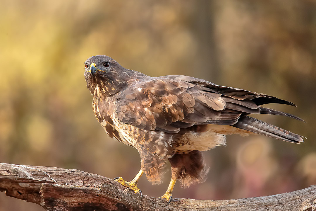 Buzzard