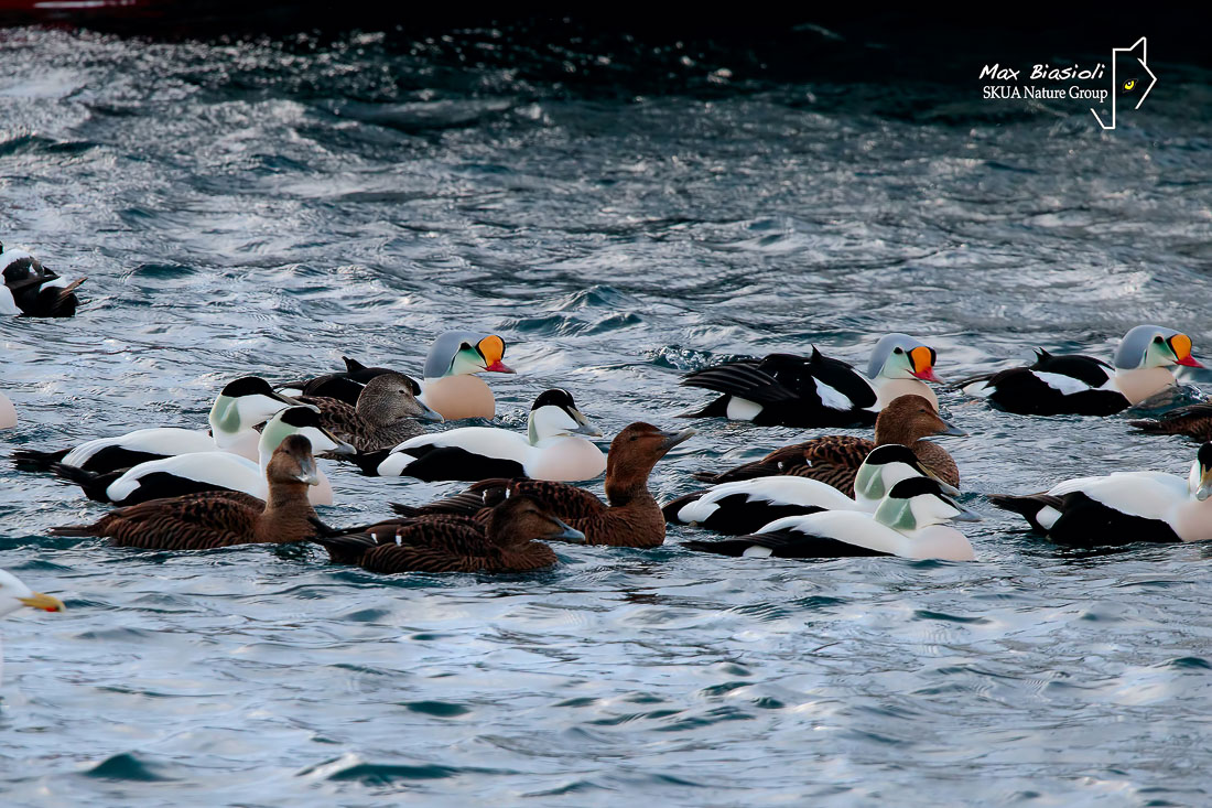 King Eider &  Eider