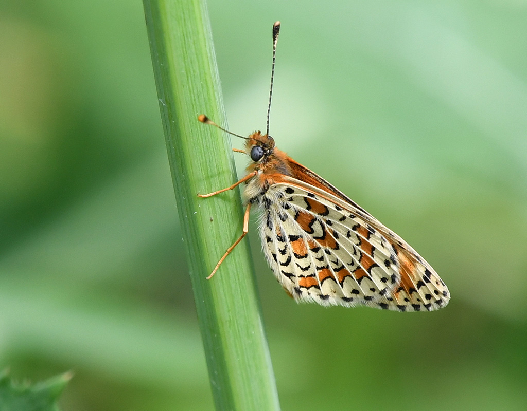 Lesser Spotted Fritillary 