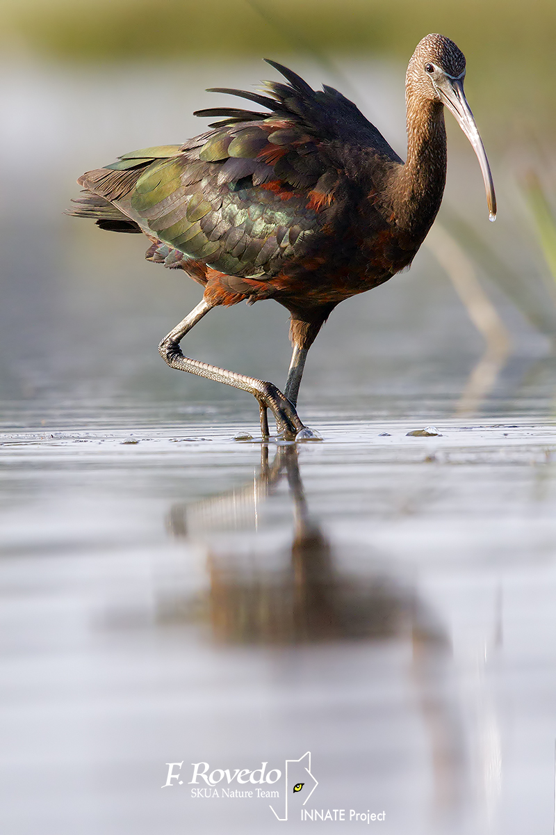 Glossy Ibis