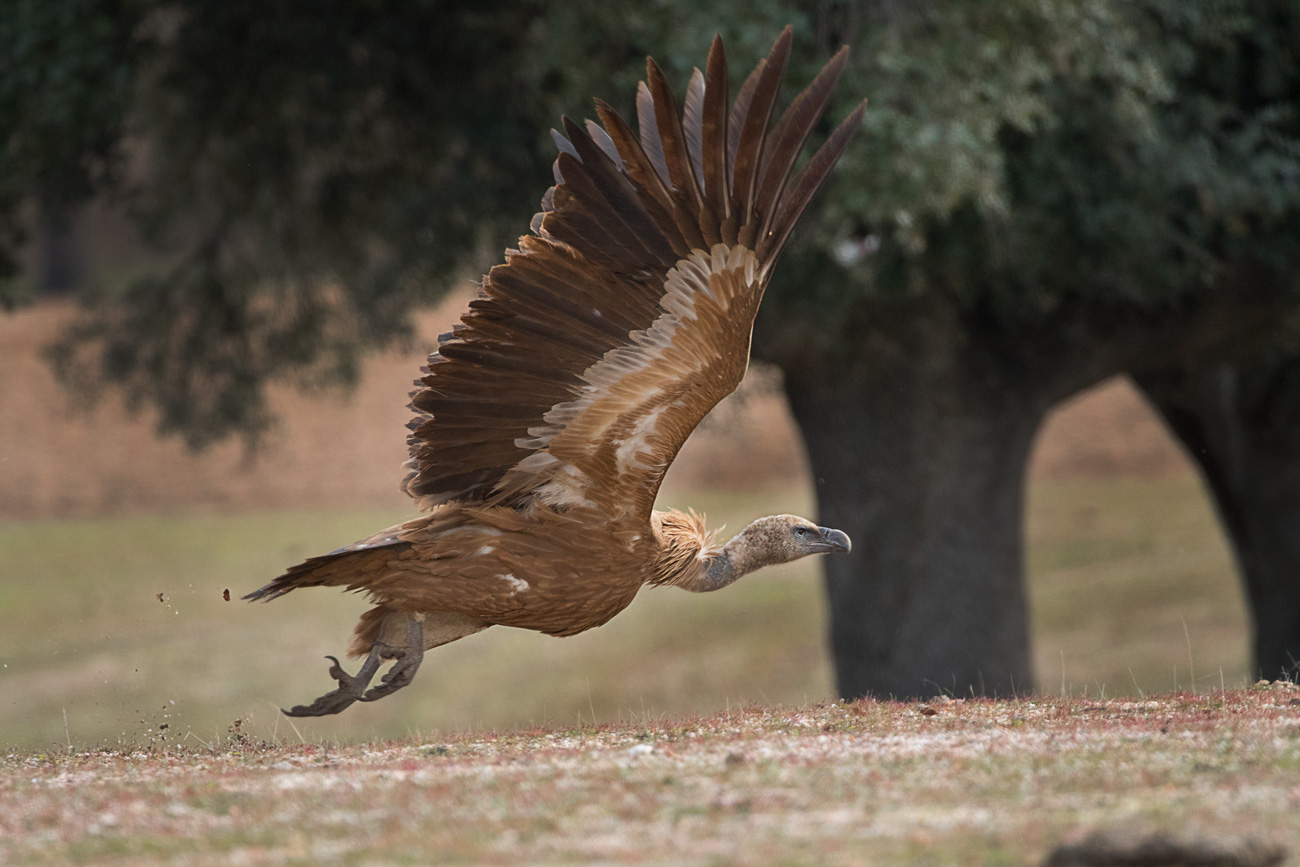 Griffon Vulture