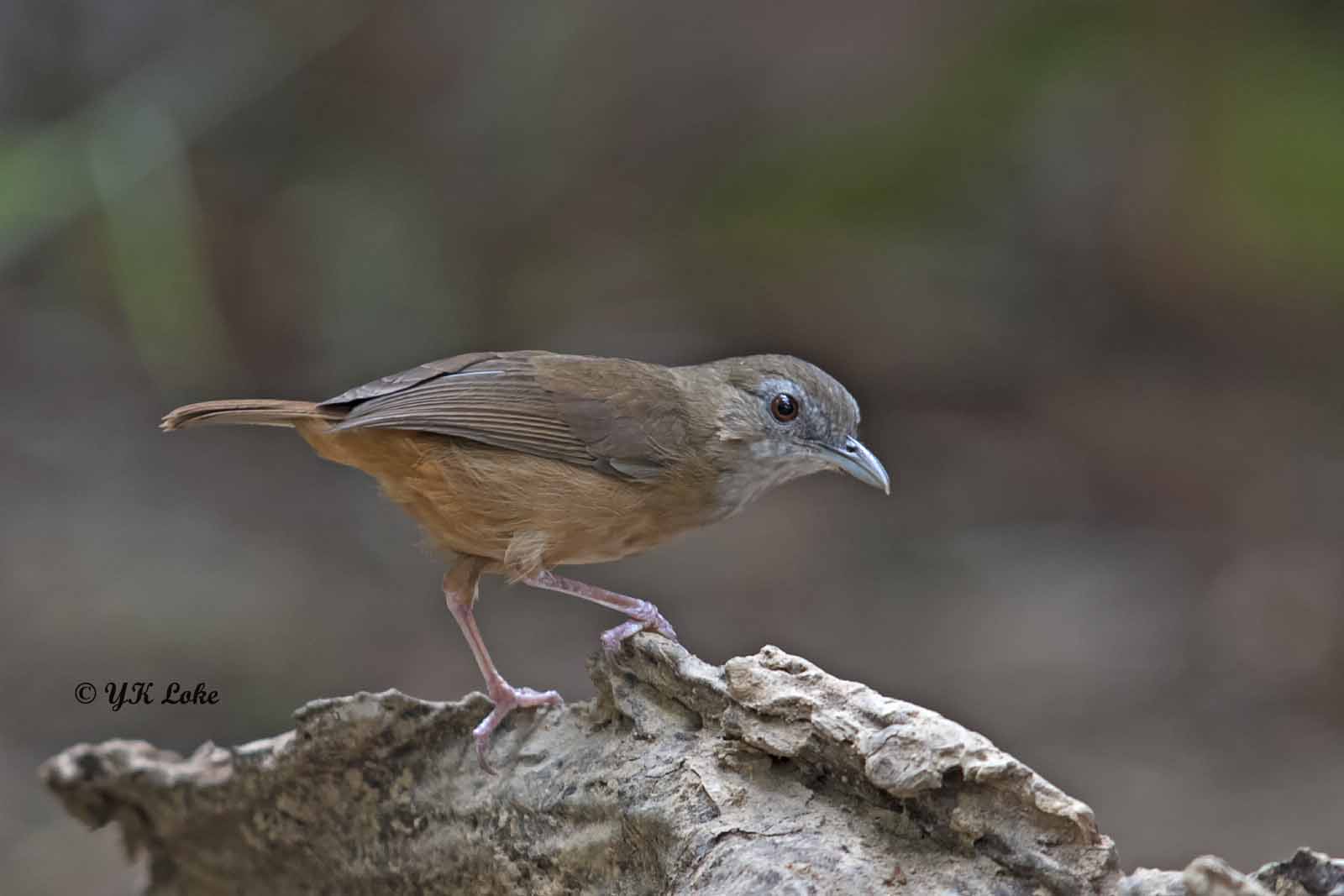 Buff-breasted Babbler