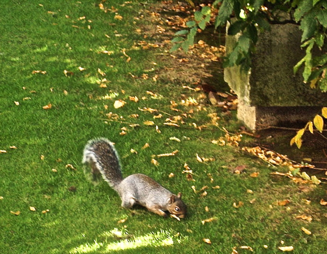 Squirrel in St Pauls Cathedral garden
