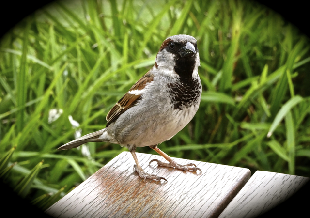 7. A bird - Little Sparrow