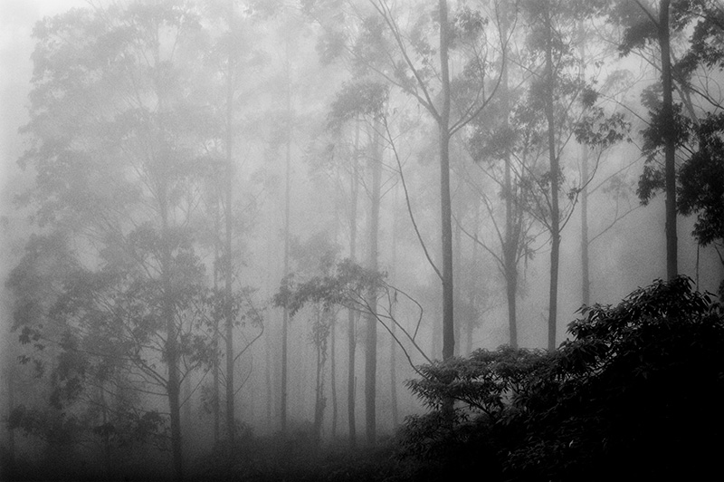 early morning Coorg =DSC 30084a.jpg