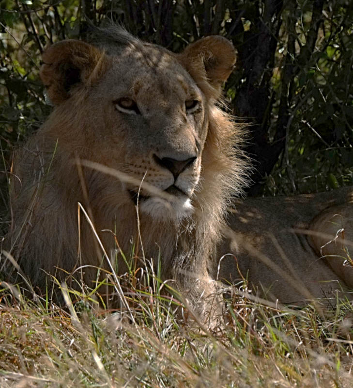 lionDSCF2722.JPG
