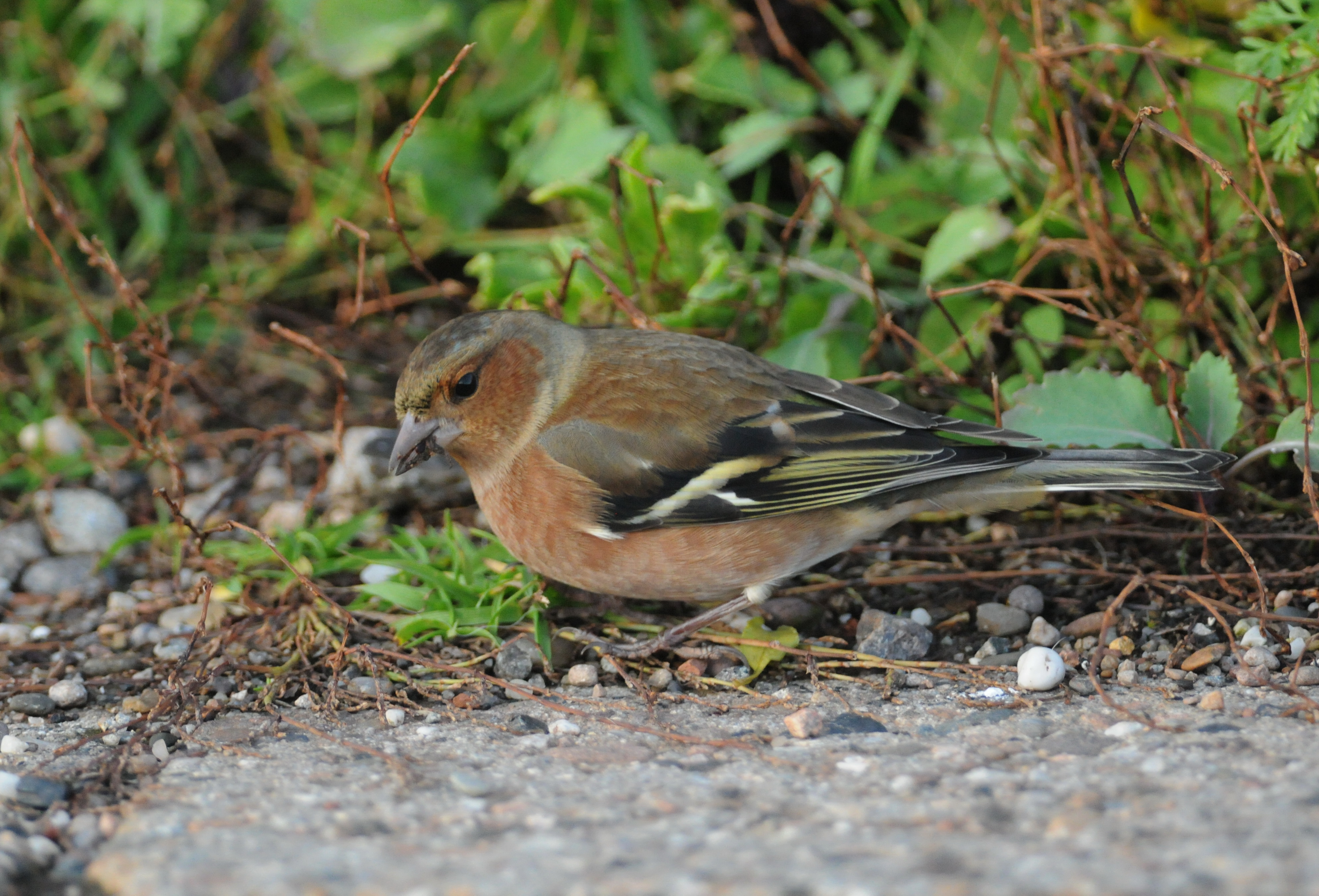 vink - chaffinch