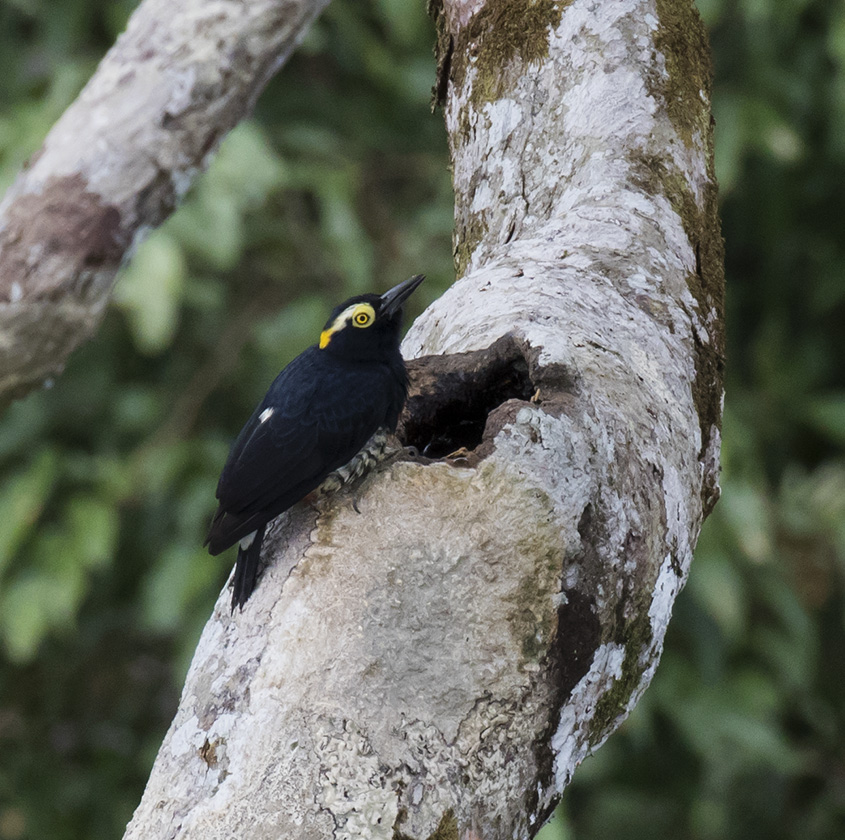 Woodpecker, Yellow-tufted_Napo Wildlife Center, Ecuador