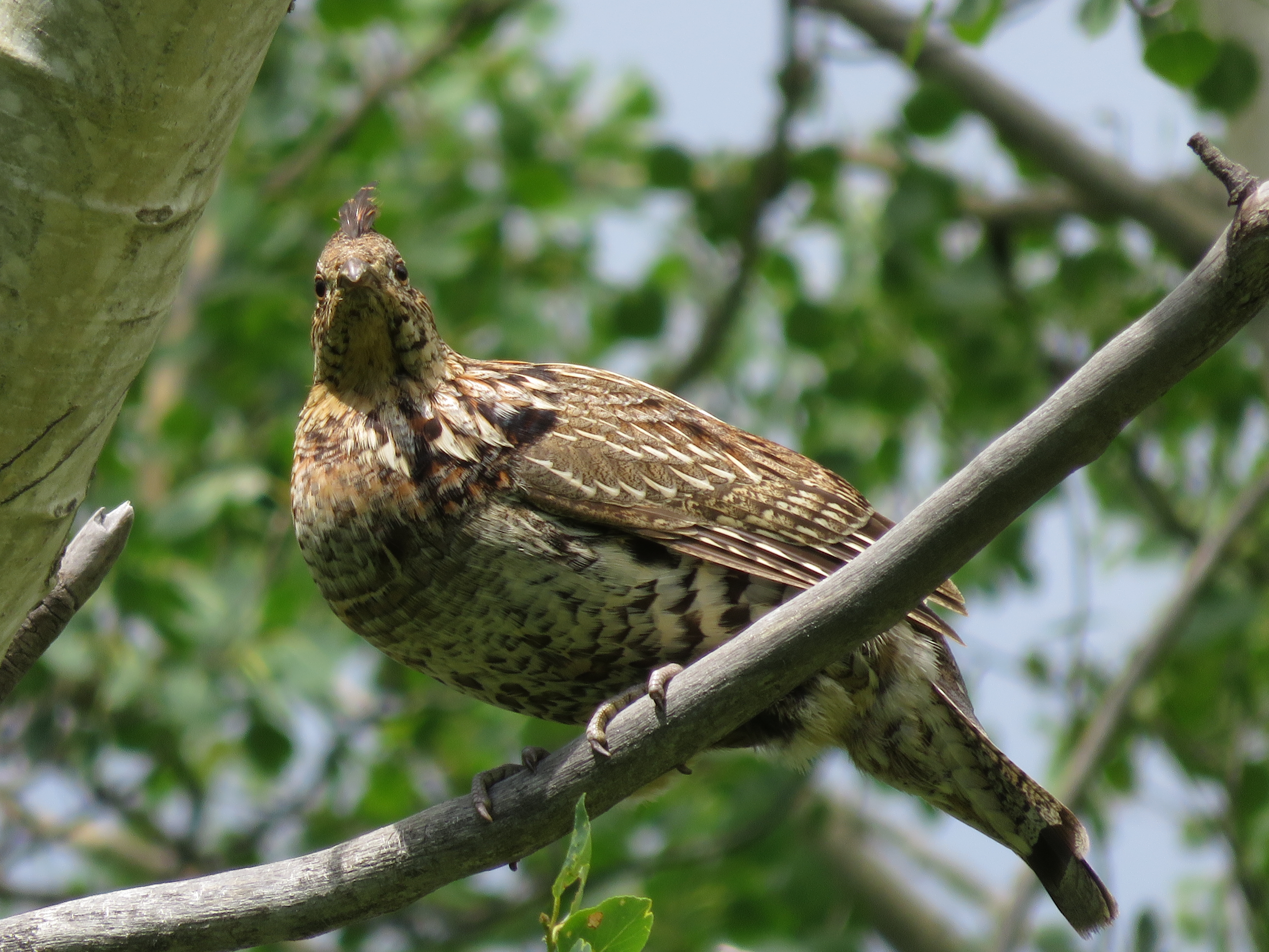 Ruffed grouse