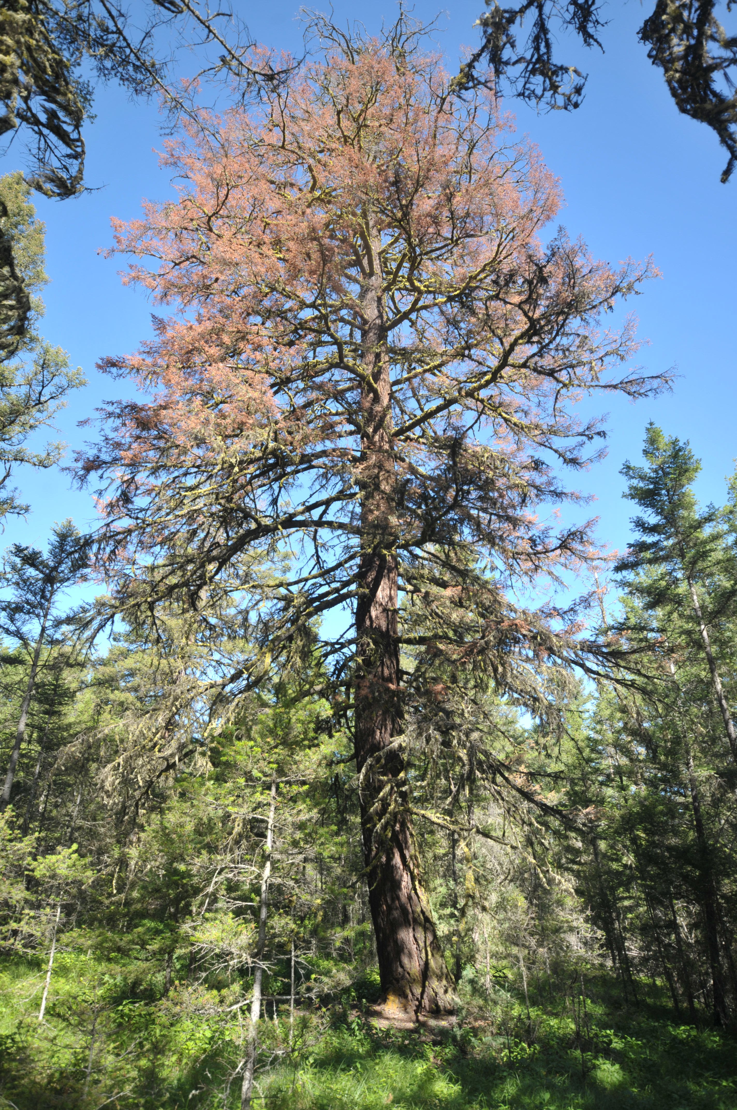 Douglas-fir beetle kill