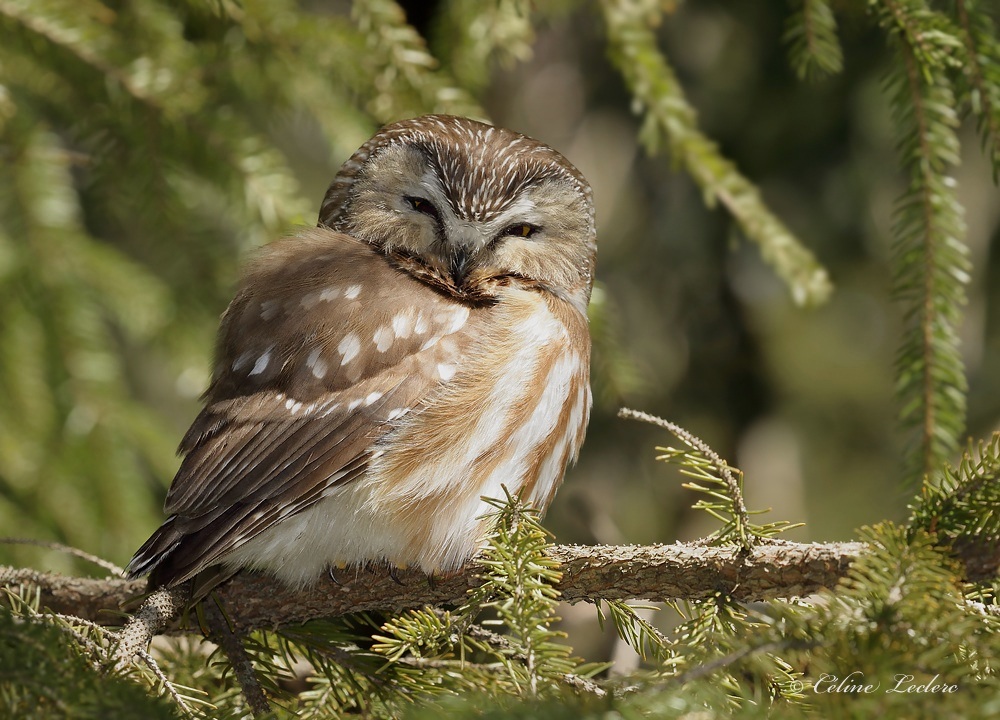 Petite Nyctale _Y3A5174 - Northern Saw-whet Owl